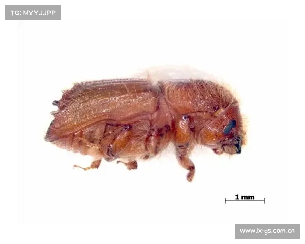 一批货物竟然隐藏6种有害生物,进境时被武汉海关截获 一批货物竟然隐藏6种有害生物,进境时被武汉海关截获