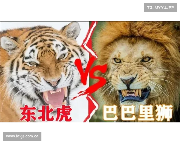 东北虎vs巴巴里狮,谁才是地表最强?时间成为关键因素 东北虎vs巴巴里狮,谁才是地表最强?时间成为关键因素